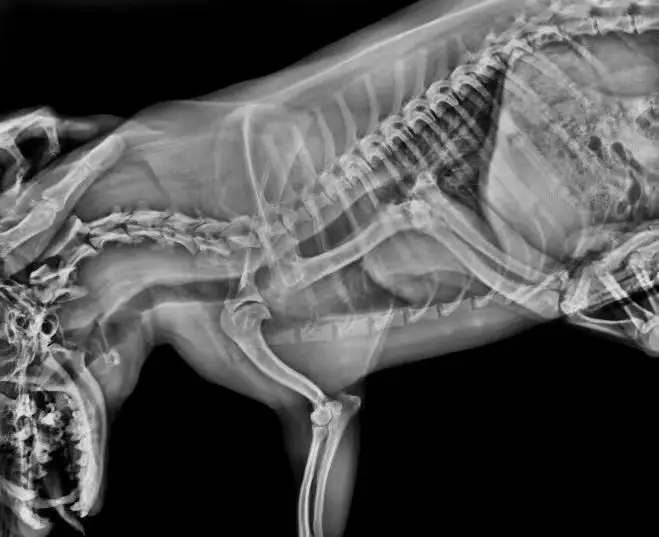 Medizinisches 5,6 kW tragbares Röntgengerät Human-/Tiersystem digitales Röntgengerät DR Flachbilddetektor Röntgenstrahlen