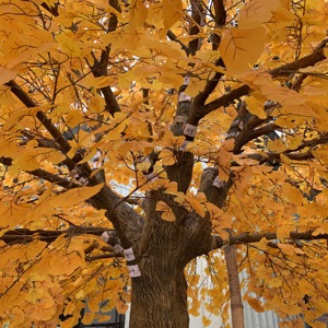 Árbol de <span class=keywords><strong>Ginkgo</strong></span> Artificial de La Fortuna dorada para interior y exterior, Hotel, centro comercial, decoración de escenario, venta de fábrica para uso en el jardín del hogar - Product Image 5