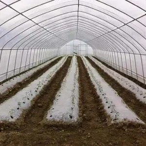 Casa tropical econômica verde verdes enfeites de tomate