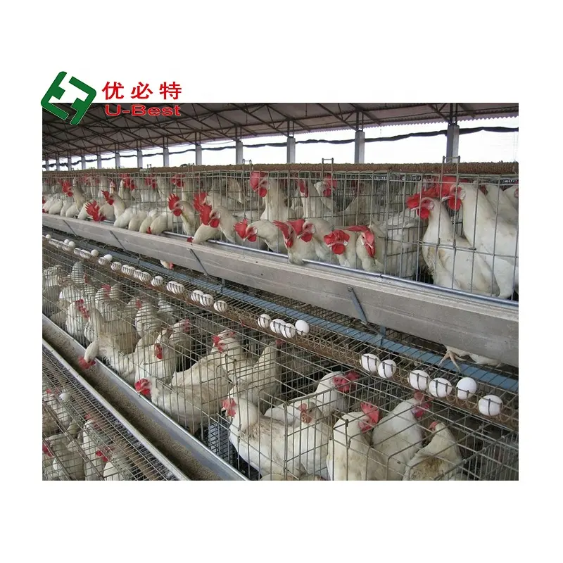 Cheap Price 4 Tier Automatic Chicken House Poultry Farm Chicken Cage For Layer