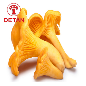 เห็ดแชนเทอเรลสีเหลืองสดส่งออกจากจีน - Product Image 3