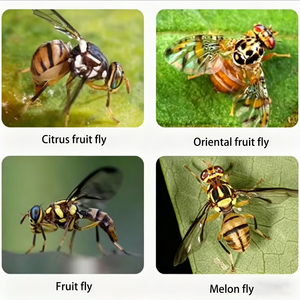 Venta Directa de Fábrica, Trampas Adhesivas Amarillas para Moscas de la Fruta de Varios Tamaños Personalizables, Pegatinas para Insectos, Trampas de Pegamento, Bolas Adhesivas - Product Image 3