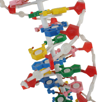 Modèle d'ADN en plastique éducatif Double hélice 23x22x68,5 cm pour la biologie