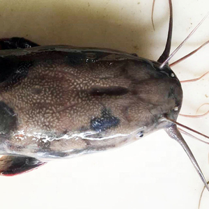 Vente en gros de poisson-chat congelé d'Egypte ferme Clarias Fuscus élevée de Chine - Product Image 2