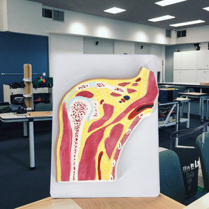 Modelo de <span class=keywords><strong>Anatomía</strong></span> de la articulación del hombro transversal para entrenamiento de Ciencias Médicas - Product Image 5