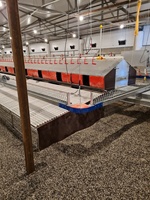 Système d'alimentation automatique pour volailles à chaîne, mangeoire à volailles à chaîne, système d'élevage au sol automatique pour poulets reproducteurs