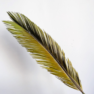 Foglie di Cycas Essiccate all'Ingrosso, Fogliame <span class=keywords><strong>Verde</strong></span> Naturale a Lunga Durata per Bouquet di Matrimonio, San Valentino e Capodanno Cinese, Decorazioni per la Casa - Product Image 1