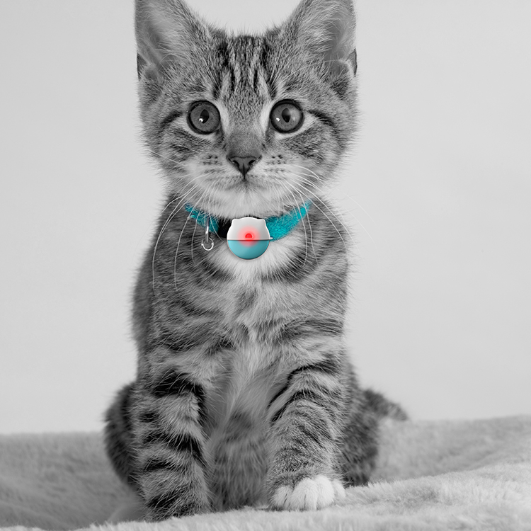 Eview EV-206M 4G LTE-M Smart GPS Pet Tracker Collar - Real-Time Tracking Electronic Fence