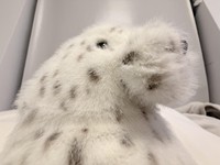Peluche Super Douce 31 cm Style JC Version Haute UK Galumphous Seal Ultra Douce Esthétique Londonienne avec Base Lestée Anti-Stress Décorative