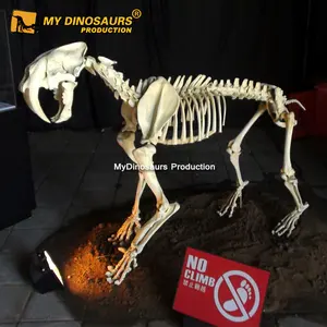 Z MY DINO AS-021 Museum Display Eiszeit Tier Smilodons Skelett