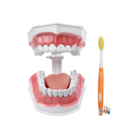 Modelo de Dientes de Resina con Lengua para Enseñanza y Estudio Dental, Educación en el Cuidado Bucal
