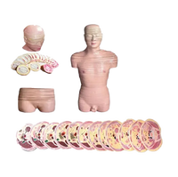 Modèle de mannequin de dissection : Tête humaine, col de l'utérus, tronc, couches horizontales, PVC avancé, toucher réaliste, taille humaine, 42x20x85cm, vert