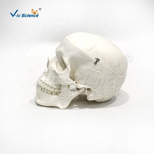 Modelo de Cráneo con Muelles para Movimiento Muscular, Marcas Rojas y Azules para Puntos de Inicio/Finalización, PVC Ecológico Importado - Product Image 4
