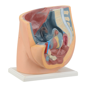 Weibliches Fortpflanzungssystem Menschliches Becken mit Genitalien 2-teiliges Lehrmodell des Weiblichen Beckens Anatomisches Modell - Product Image 2