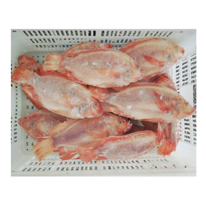 <span class=keywords><strong>Acheter</strong></span> du Tilapia Rouge Vivant Congelé en Gros de Chine – Prix Compétitif pour Tilapia Rouge Frais - Product Image 2