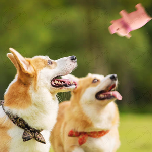 Gekke Varken Grommen Latex Huisdierspeelgoed Knaaggegrunts Varkenshond Piepspeelgoed - Product Image 6