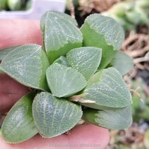 Commercio all'ingrosso di <span class=keywords><strong>piante</strong></span> succulente da interno <span class=keywords><strong>piante</strong></span> ornamentali <span class=keywords><strong>Haworthia</strong></span> - Product Image 4