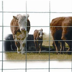 L'usine produit des <span class=keywords><strong>cages</strong></span> pour animaux en treillis métallique soudé galvanisé à chaud Clôtures en fil soudé et panneaux de garde-corps - Product Image 4