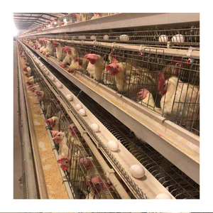 Factory Price <strong>Full</strong> Automatic <strong>Chicken</strong> <strong>Coop</strong> in Africa <strong>for</strong> <strong>Sale</strong> - Product Image 4