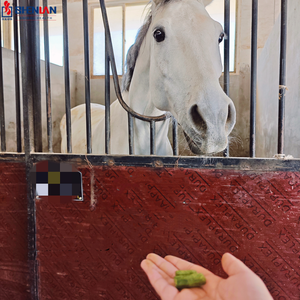 Bánh quy ngựa không thể cưỡng lại bánh quy giàu canxi hoàn hảo như phần thưởng đào tạo và đồ ăn nhẹ dinh dưỡng giá số lượng lớn - Product Image 4