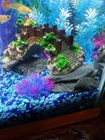 Voulosimi – Pierres d'ardoise naturelles écologiques à pH neutre pour aménagement d'aquariums, décoration de réservoirs et enclos pour amphibiens