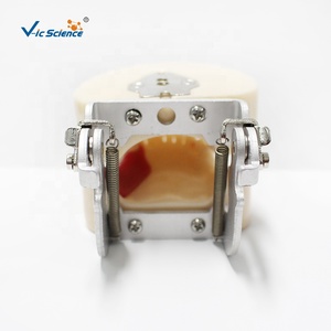 Modelo de entrenamiento Typodont, modelo de mandíbula de práctica de <span class=keywords><strong>implantes</strong></span> <span class=keywords><strong>dentales</strong></span>, modelo de dientes humanos, modelo de educación de Ciencias Médicas - Product Image 3