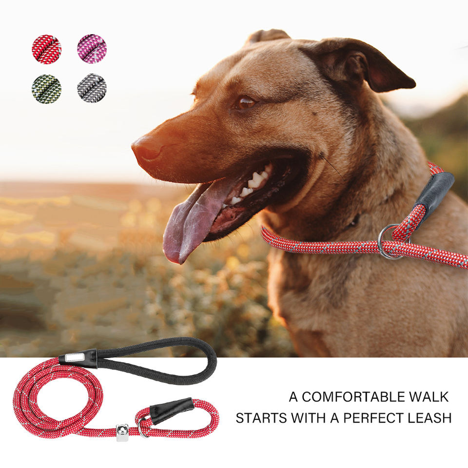 leash and collar leash and collar