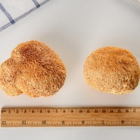 Champignons Crinière de Lion Bio Séchés 5-8cm en Gros, Comestibles, Nutritifs, Végétaliens, Herbe Naturelle pour Extrait de Café en Poudre et Complément Alimentaire