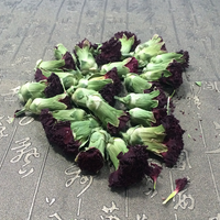 4030 Thé en vrac de fleurs de carnation séchées de qualité supérieure, Dianthus Caryophyllus naturel, en boîte, pour infusion