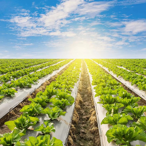 Agriculture pe farm film de paillis <span class=keywords><strong>en</strong></span> plastique couvre-sol <span class=keywords><strong>en</strong></span> polyéthylène noir argenté <span class=keywords><strong>rouleau</strong></span> de paillage avec trou pour fraise - Product Image 2