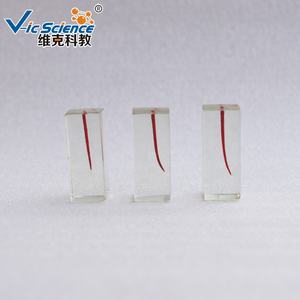 Modelo de Raíz Dental Educativo para Ciencias Médicas, Modelo de Enseñanza de Implantes Dentales con Dientes para Educación Dental - Product Image 1