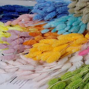 Herbe <span class=keywords><strong>de</strong></span> la Pampa, Herbe à Queue <span class=keywords><strong>de</strong></span> Lapin, Phalaris, Fleurs Séchées et Gemmes Véritables pour Décoration <span class=keywords><strong>de</strong></span> Mariage, Maison, Remise <span class=keywords><strong>de</strong></span> Diplôme, Festival et Confection <span class=keywords><strong>de</strong></span> Bouquets - Product Image 3