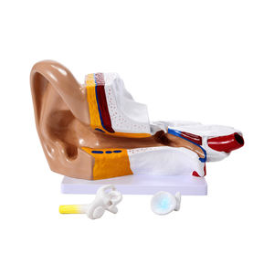 Modèle d'anatomie de l'oreille médicale 3x Structure du système de l'oreille interne moyenne externe Modèle de structure de l'oreille externe humaine Recours de formation - Product Image 1