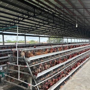 Motor de Jaula de Batería para Gallinas Ponedoras de Calidad Superior 80 para Avicultura Galvanizada en Bangladesh - Product Image 3