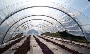 Serre de jardin populaire en polycarbonate avec structure en aluminium pour fleurs et semis - Product Image 3