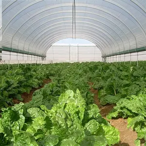 뜨거운 복각 직류 전기를 통한 강철 구조물 토마토 야채 온실