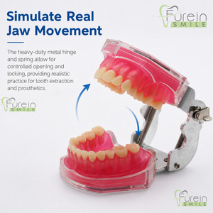 Modelo Dental Estándar para Estudio y Enseñanza con Todos los Dientes Extraíbles, Material de Gel de Sílice, Modelo de Dientes Suaves para Demostración Dental - Product Image 2
