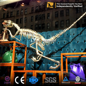 Mon Dino Fossile De Dinosaure Squelette Velociratpor avec 3 Mètres de Long pour la <span class=keywords><strong>Galerie</strong></span> De Décoration - Product Image 3