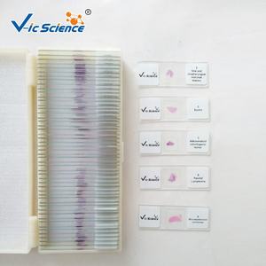 Vetrini per Microscopia dell'Istologia Dentale Umana, Quattro Fasi dello Sviluppo del Dente su Vetro, Vetrini Preparati per Parti della Bocca - Product Image 1