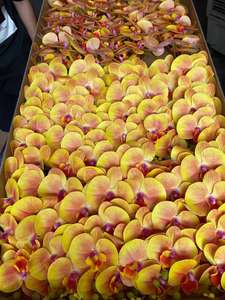 BF-OD01 Fleurs d'orchidées artificielles Phalaenopsis blanches à toucher réel, <span class=keywords><strong>9</strong></span> têtes, tige unique, orchidées bleues, vente en gros - Product Image 5