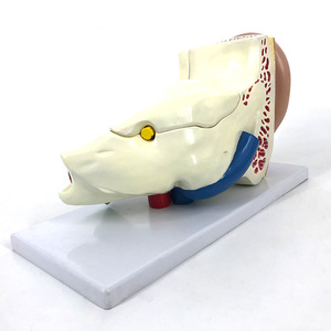 Modèle d'anatomie de l'oreille, simulation d'organe humain agrandi, oto-rhino-laryngologie, cadeau pédagogique médical, jouet, outil éducatif, usage médical. - Product Image 2