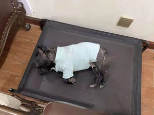 Cama Elevada para Perros Kingtale Basics, Marco de Cama Rectangular de Felpa Grande, Colchón Negro Sólido, Transpirable, Lavable a Mano, Diseño de Dibujos Animados - Product Image 5