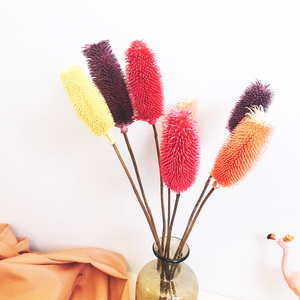 Nouvelle Arrivée Flora d'Été Fleurs Séchées Naturelles Blanches Dipsacus Sativus Fournisseurs de Fleurs pour <span class=keywords><strong>la</strong></span> Décoration Intérieure - Product Image 4