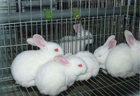 Cage pour lapins à grande taille, équipement de haute qualité pour l'éclosion