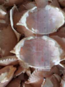 Concha de cangrejo seca para uso agrícola Rellena o servida en platos agrícolas - Product Image 3