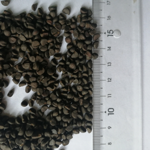 Qian niu hotsale nguyên khô pharbitis hạt giống cho thuốc thảo dược - Product Image 2