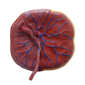 Model Anatomi Medis Model Plasenta Medis Terpasang pada Tali Pusar Model Pendidikan Ilmu Kedokteran - Product Image 1