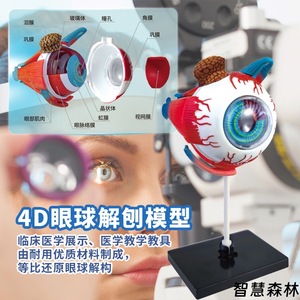 Modelo de anatomía del ojo 4D Smart Forest TXX-020A, juguete educativo de ciencia médica para adolescentes - Product Image 5