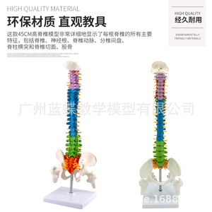 Modèle de colonne vertébrale humaine coloré de 45 cm, colonne vertébrale, bassin + fémur, modèle de colonne vertébrale humaine, position debout, colonne vertébrale - Product Image 5