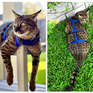 Arnés táctico personalizado <span class=keywords><strong>para</strong></span> gatos y <span class=keywords><strong>perros</strong></span> Con <span class=keywords><strong>soporte</strong></span> <span class=keywords><strong>emocional</strong></span>, fabricante de gatitos, <span class=keywords><strong>chaleco</strong></span> Esa, arnés y correa de nailon <span class=keywords><strong>para</strong></span> gatos sin tirones <span class=keywords><strong>para</strong></span> mascotas - Product Image 6